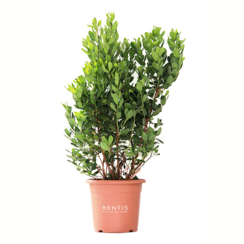 Arbutus Unedo Corbezzolo