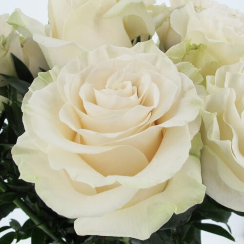 Rose bianche