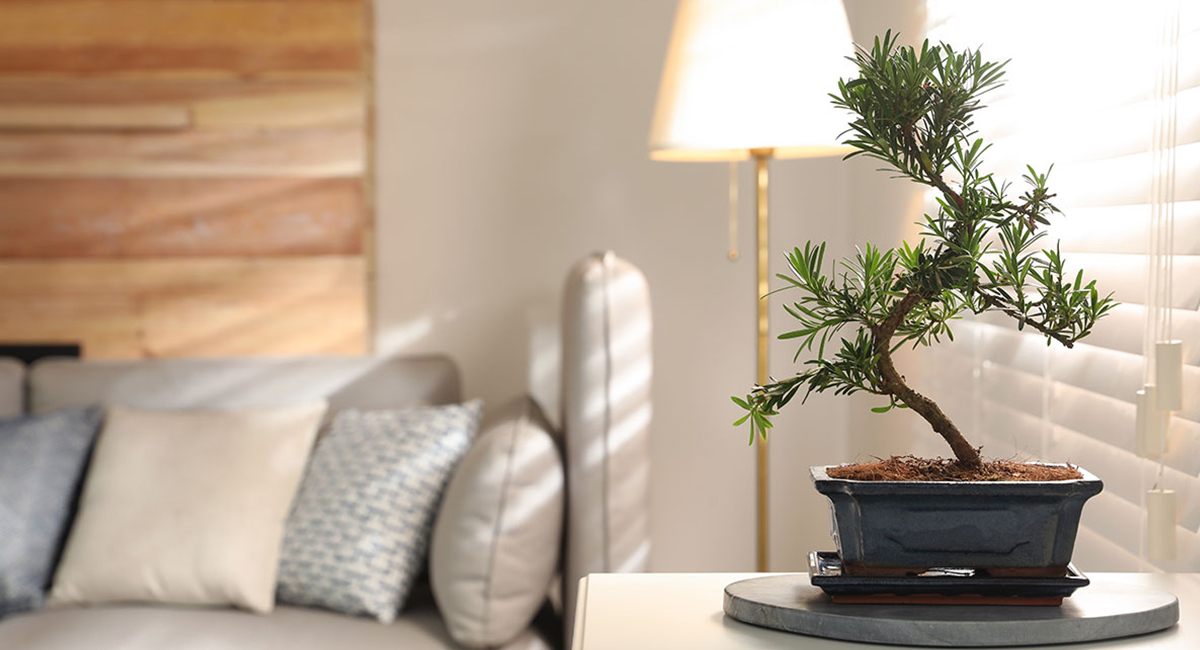 Bonsai kentis