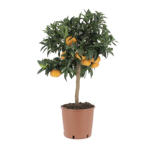 Citrus reticulata