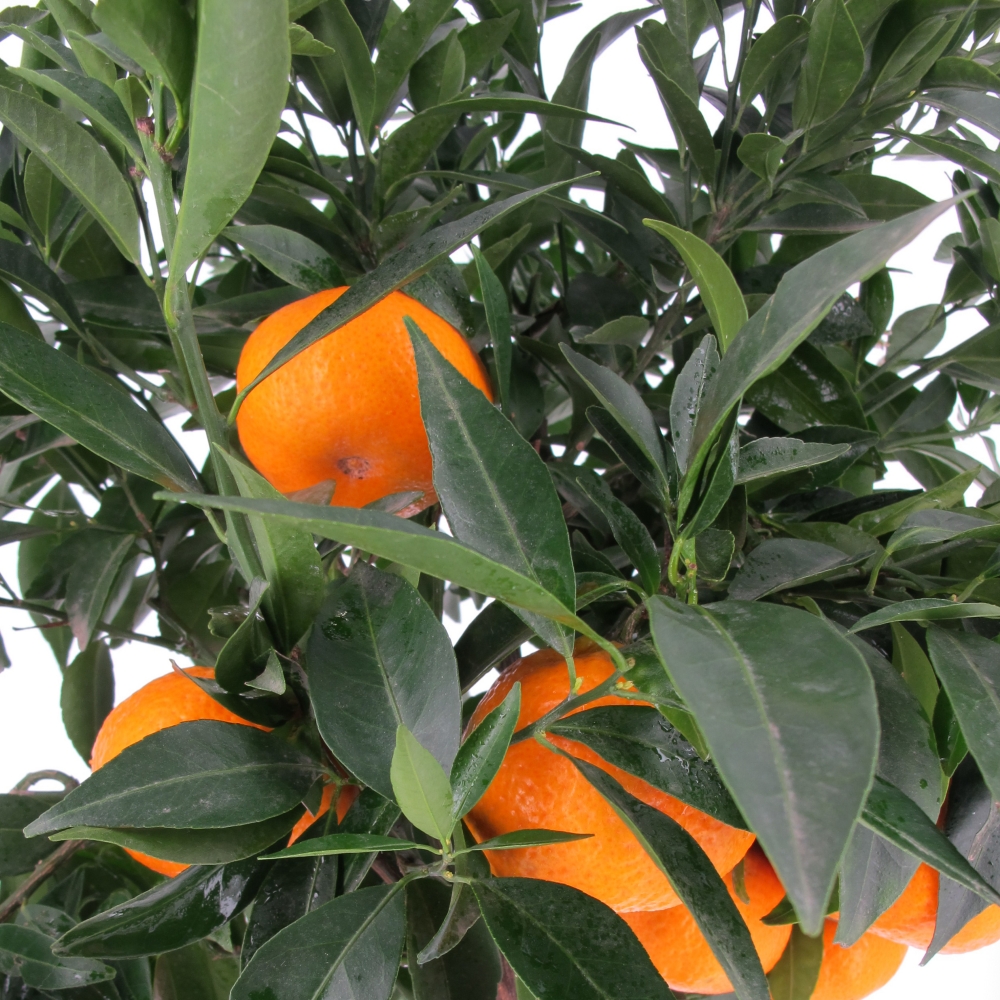 Citrus-reticulata-part1 Citrus reticulata