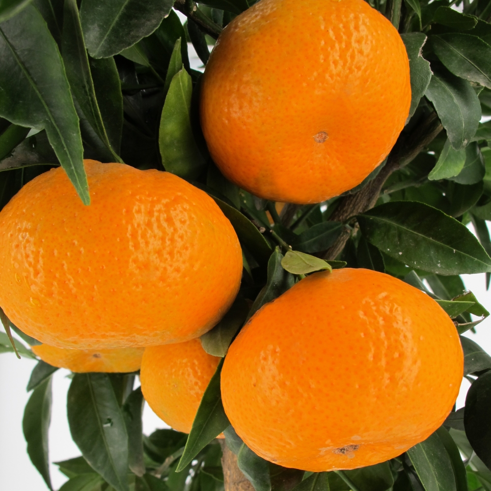 Citrus-reticulata-part2 Citrus reticulata