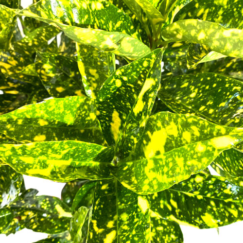 Aucuba Japonica Crotonifolia