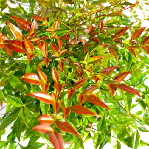 Nandina Domestica Bambù Sacro