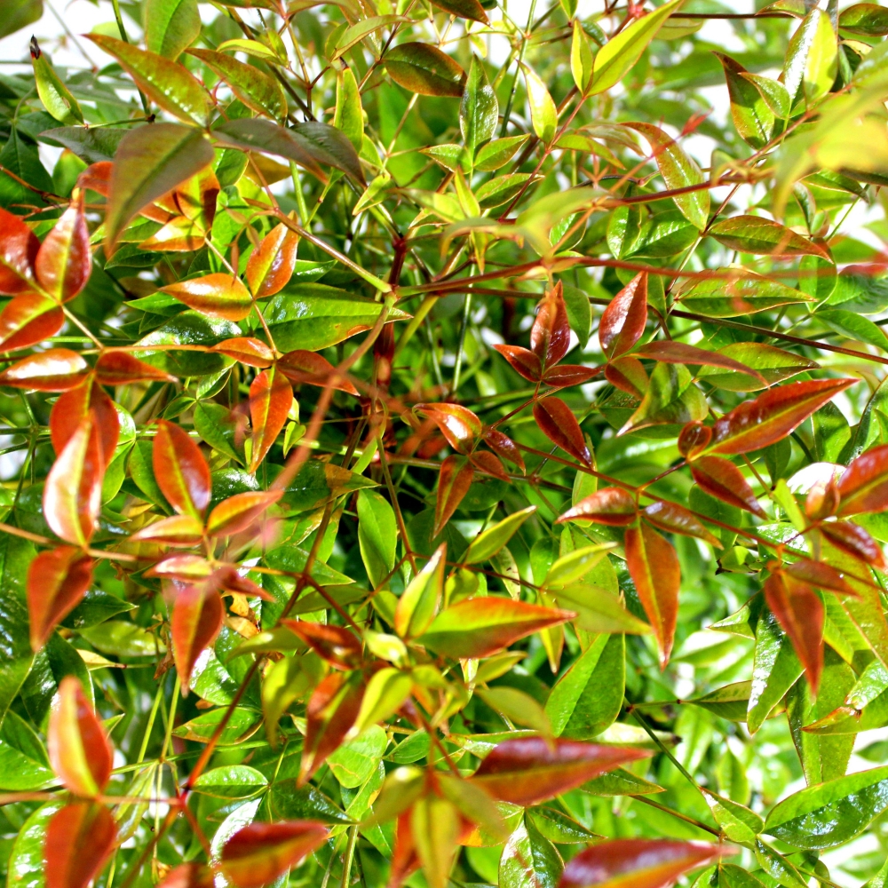 NANDINAPART22 Nandina Domestica Bambù Sacro