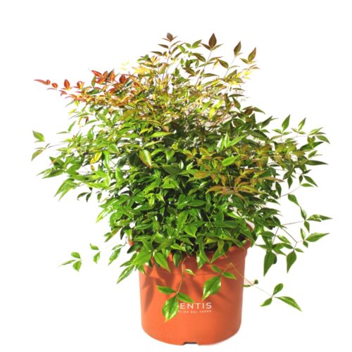 Nandina Domestica Bambù Sacro
