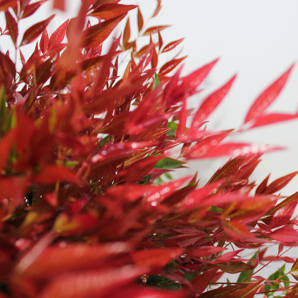 Nandina Domestica Obsessed1