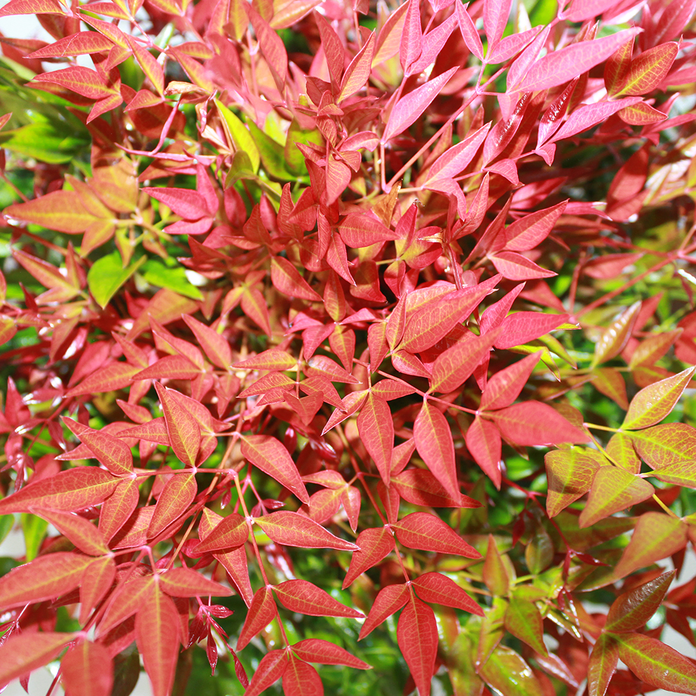 Nandina Domestica Obsessed2
