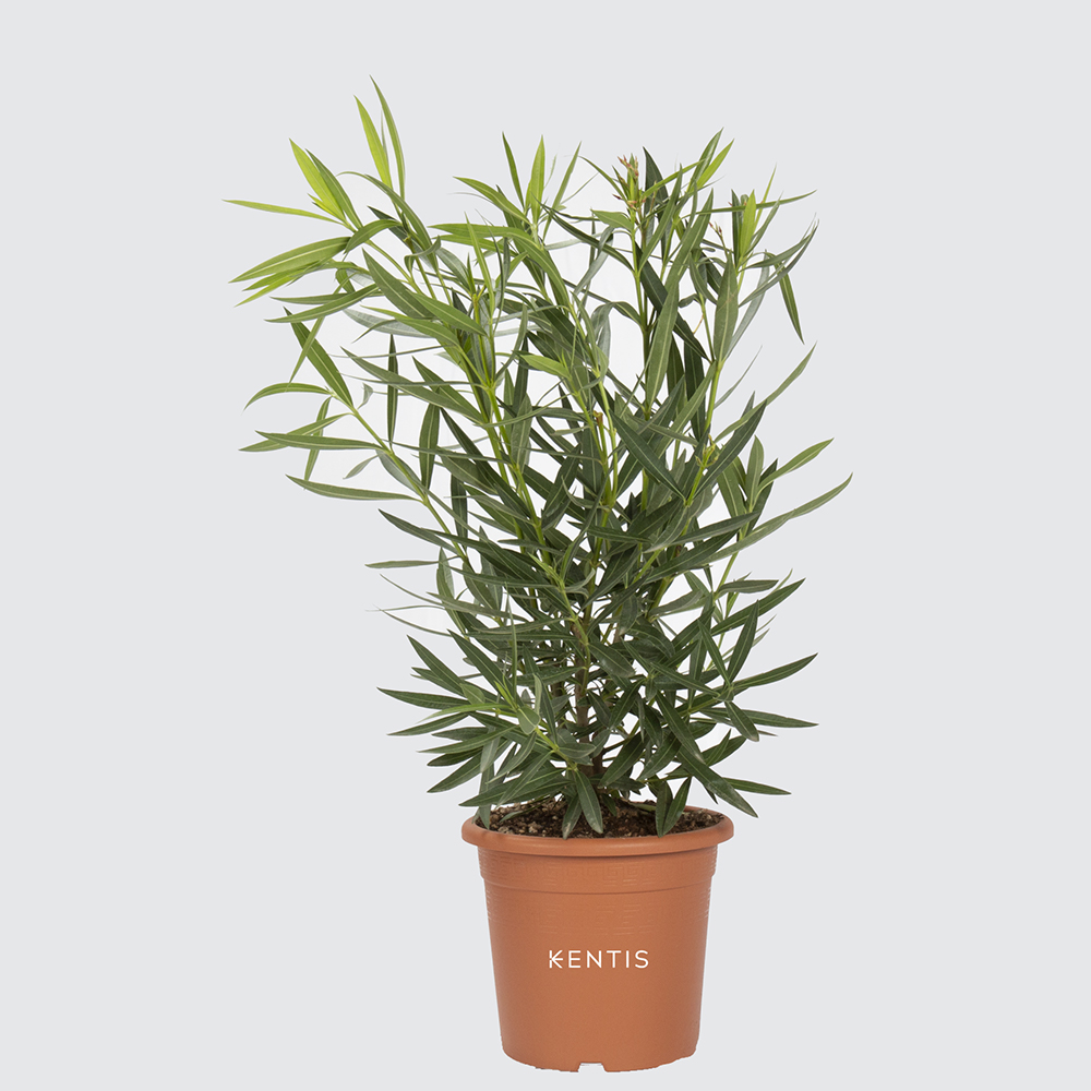 nerium-oleander-bianco