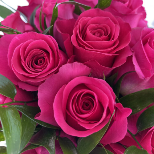 Rose fucsia