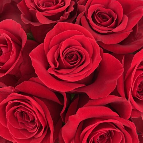 Rose Rosse