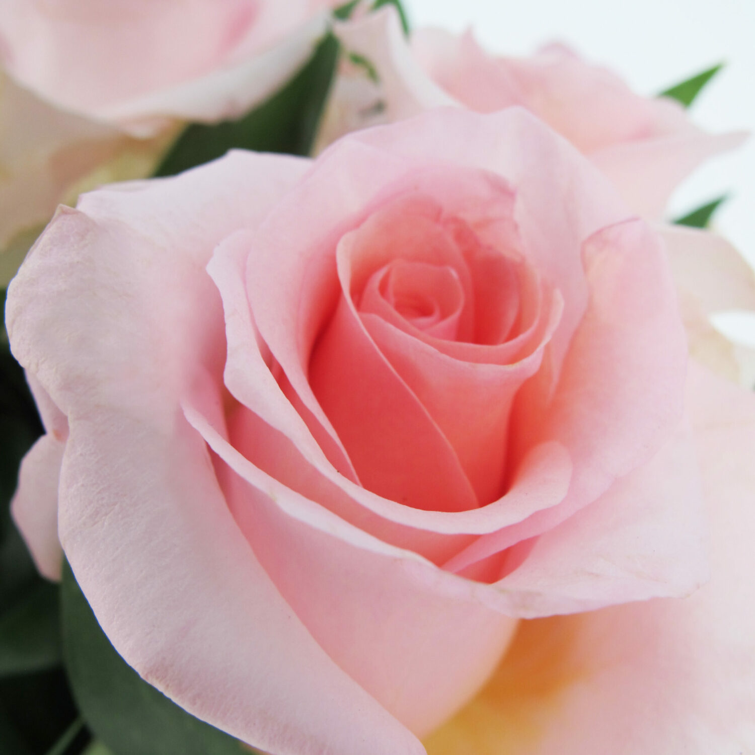 PTG-36-Rose-equador-rosa-50-cm-part2