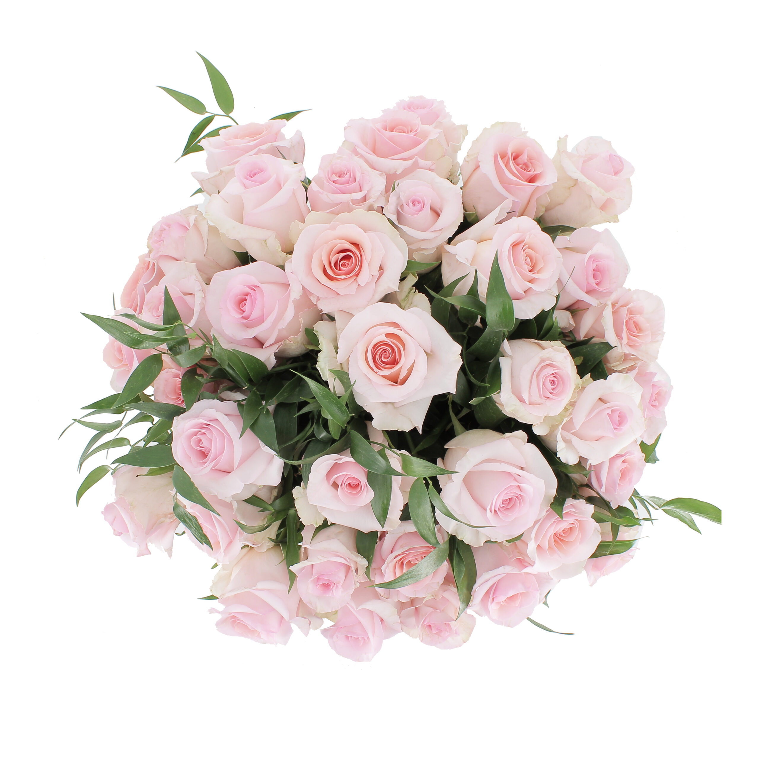 PTG-36-Rose-equador-rosa-50-cm-sopra