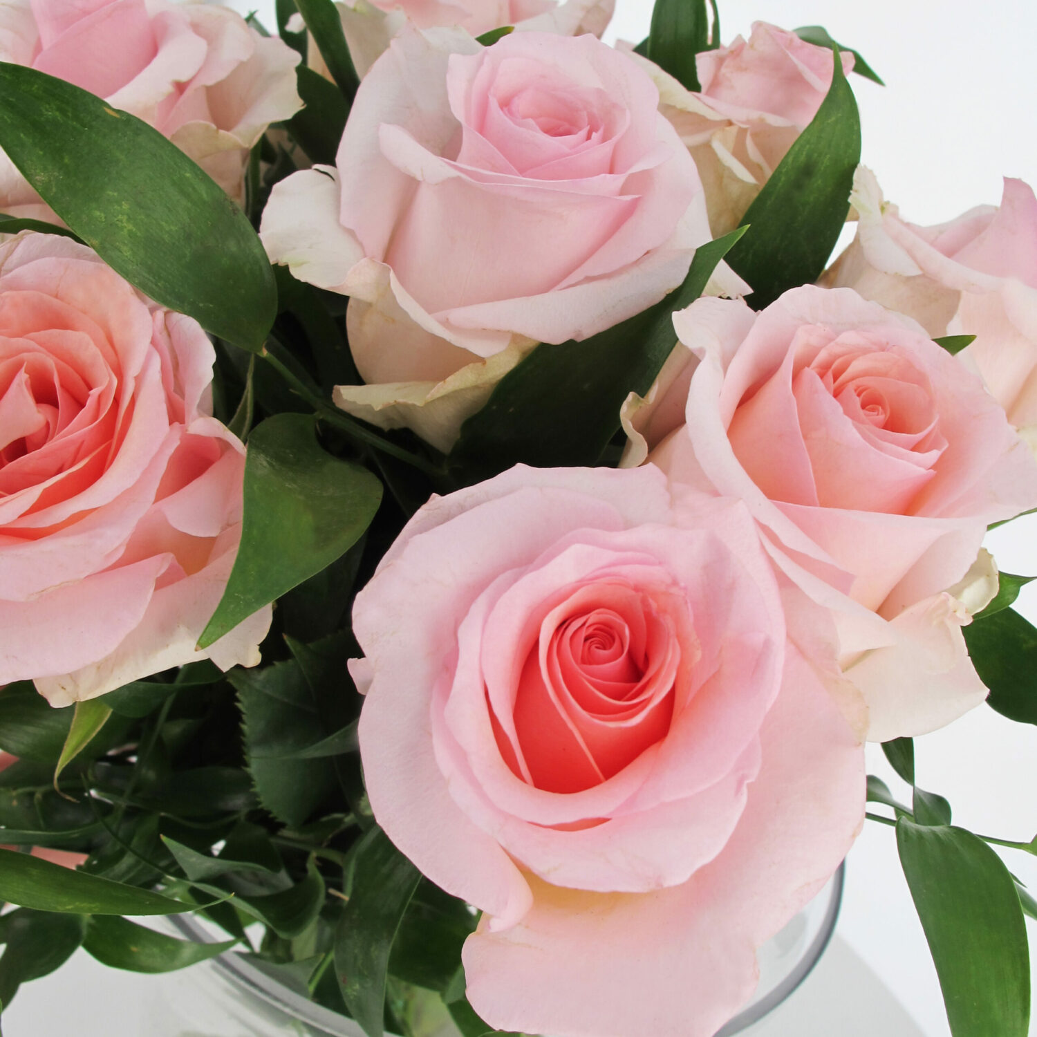 PTG-36-Rose-equador-rosa-50-cm_part1
