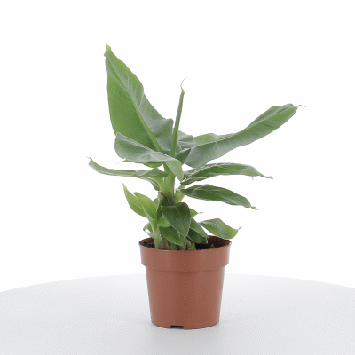 PTG-360-Musa-Dwarf-Cavendish-v13-h45