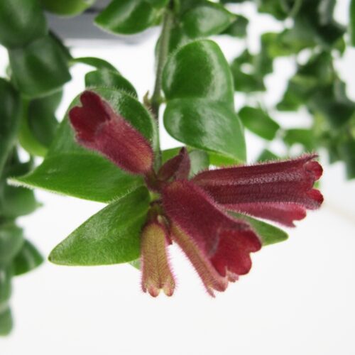 Aeschynanthus Rasta