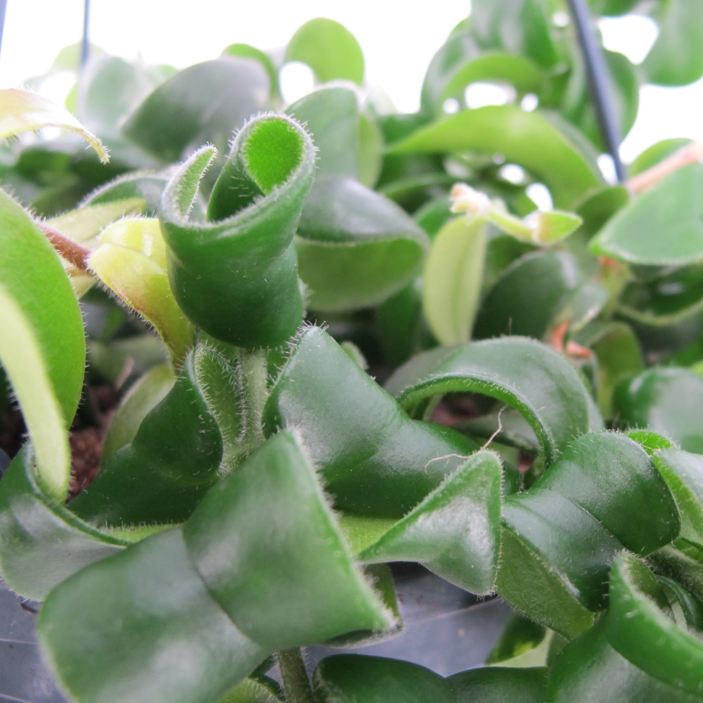 PTG-AeschynanthusRasta-v15-part2 Aeschynanthus Rasta
