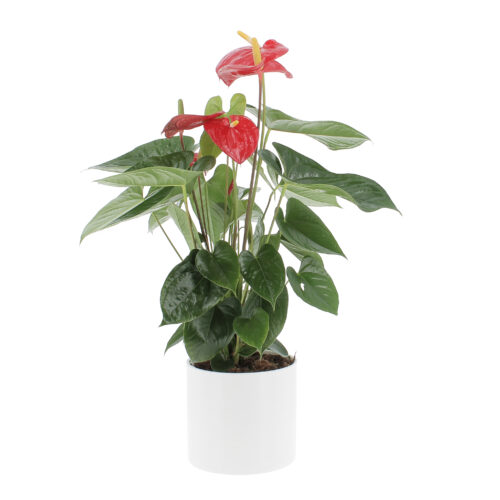 Anthurium vaso panna
