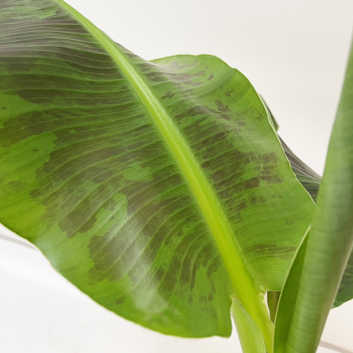 PTG-Banano-part2 Musa Acuminata Dwarf Cavendish