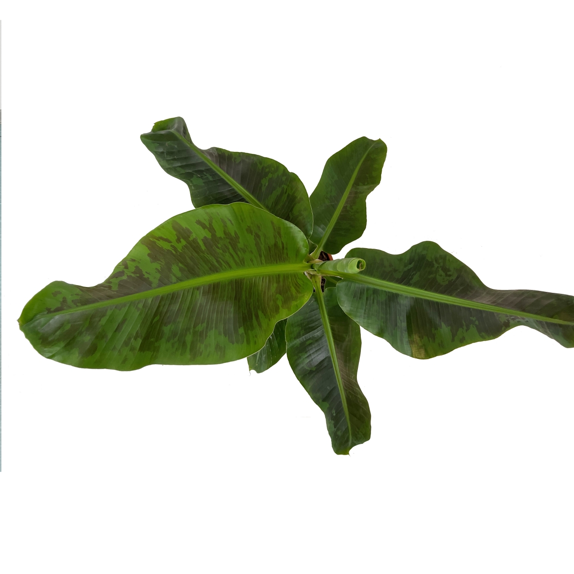PTG-Banano-sopra Musa Acuminata Dwarf Cavendish