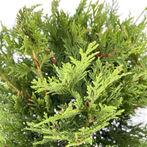 Cupressocyparis Leylandii
