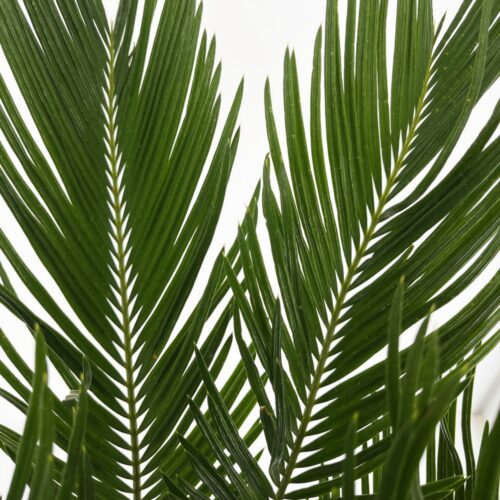 Cycas Revoluta