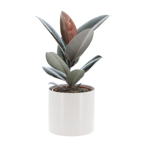 Ficus Abidjan