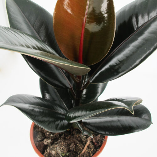 Ficus-Abidjan