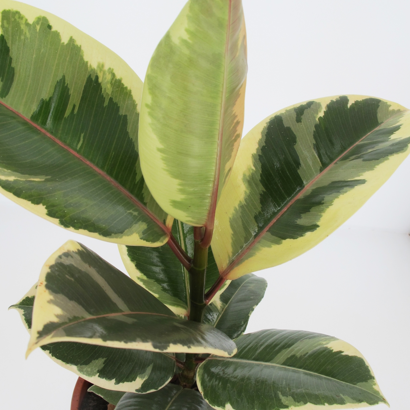 PTG-Ficus-Tineke-v17-h50-part2