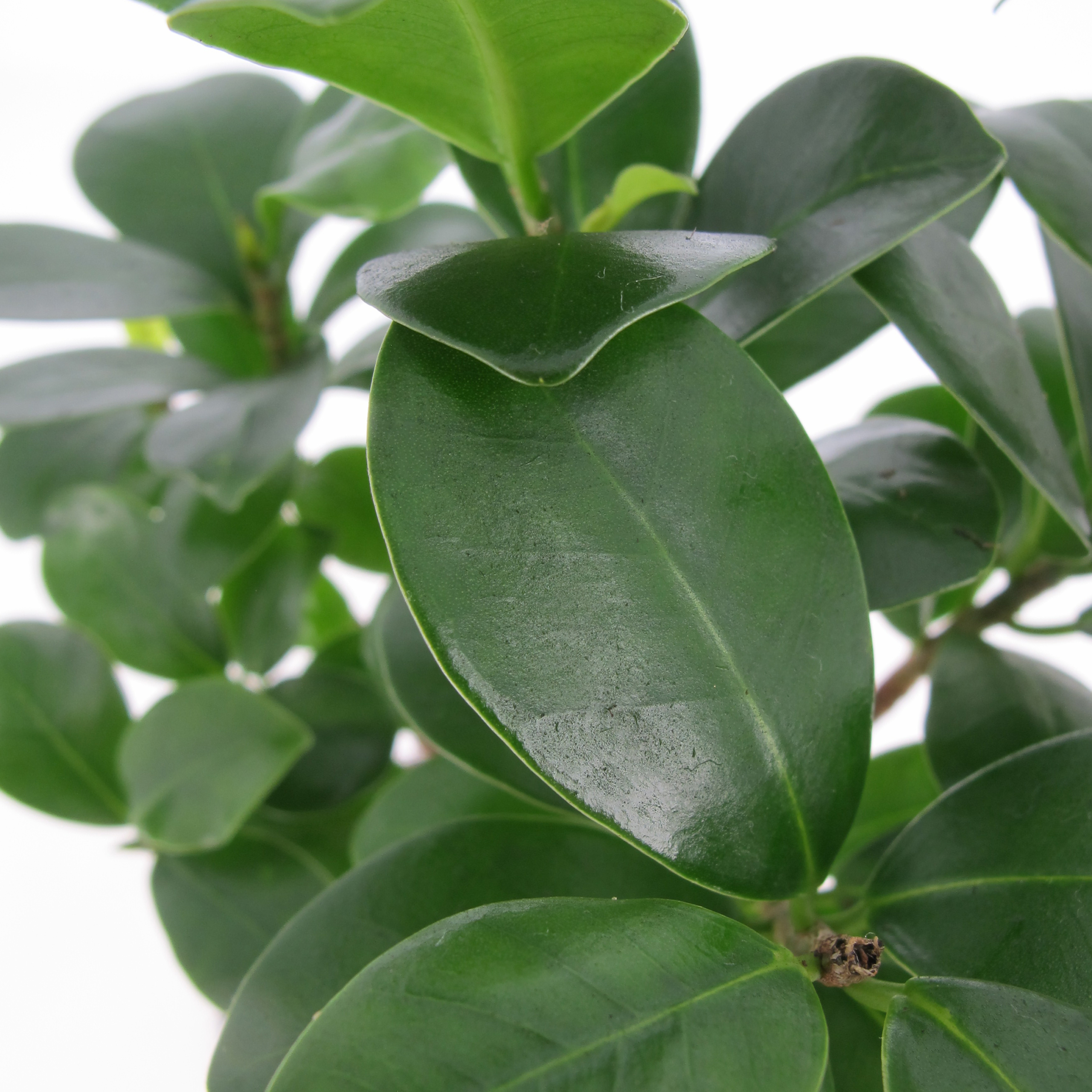PTG-FicusGinseng-v15-part1