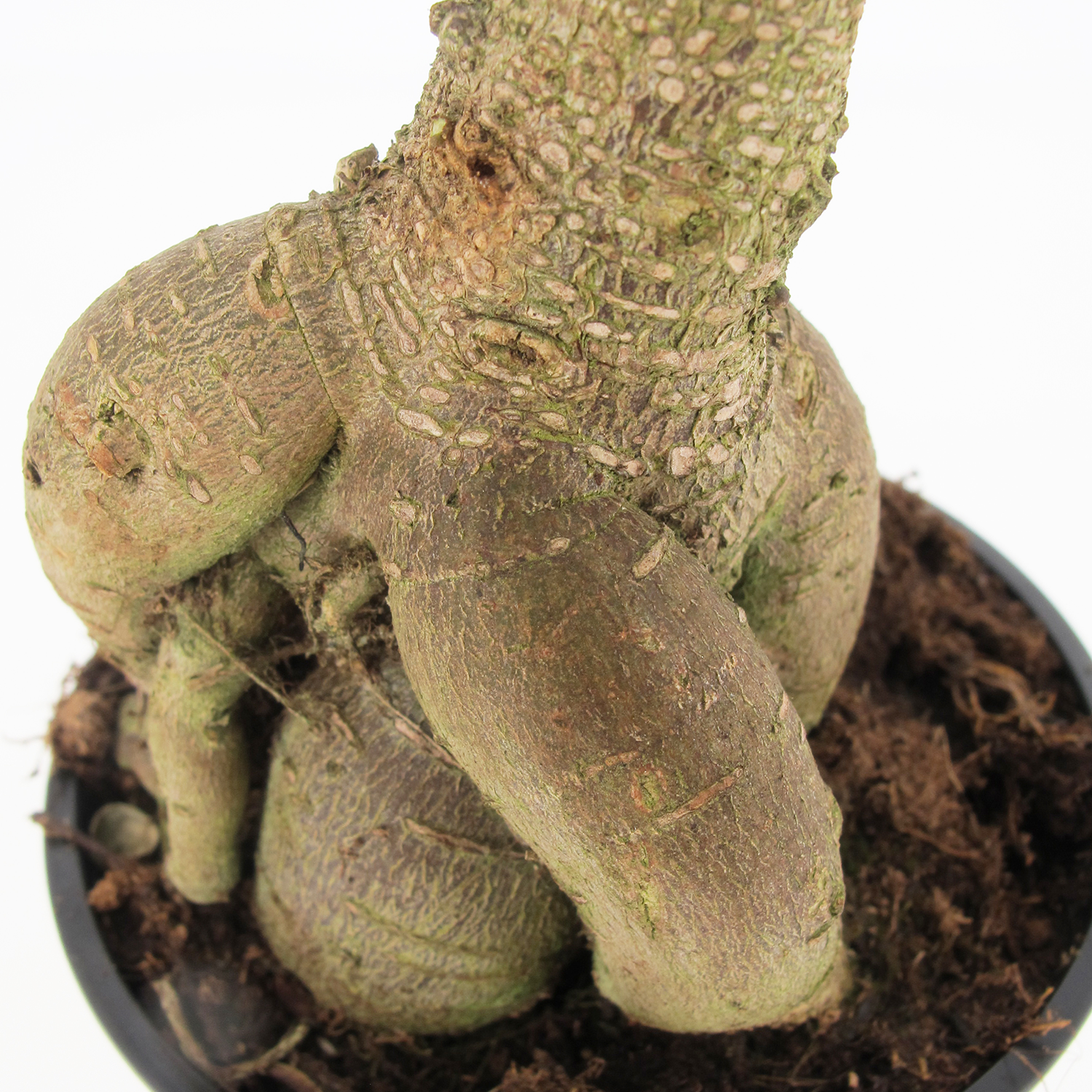 PTG-FicusGinseng-v15-part2