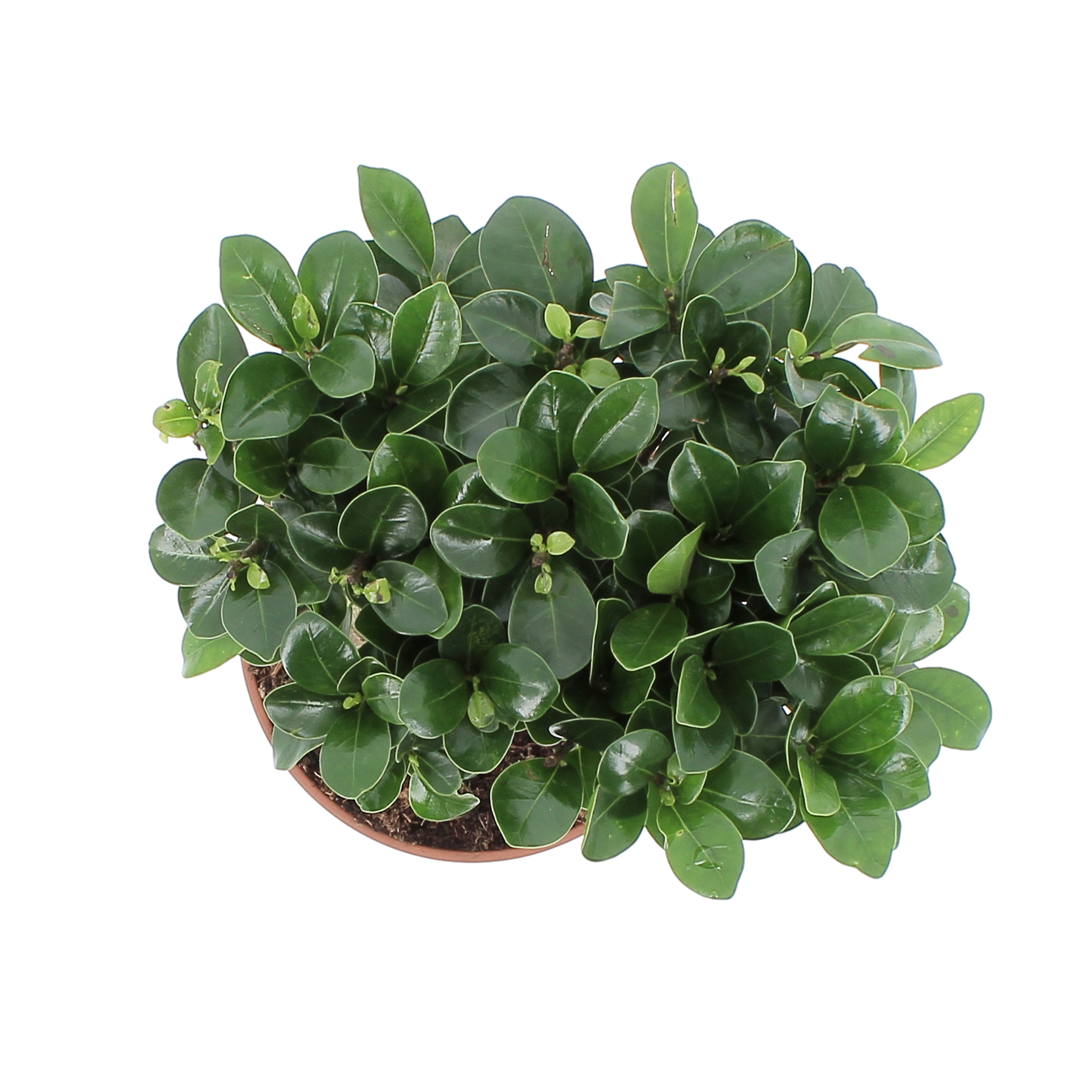 PTG-FicusGinseng-v15-sopra