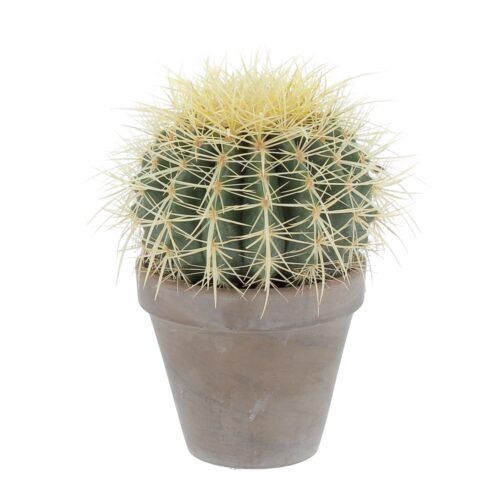 Echinocactus