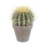 Echinocactus