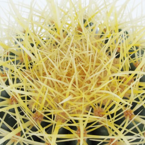 Echinocactus 2
