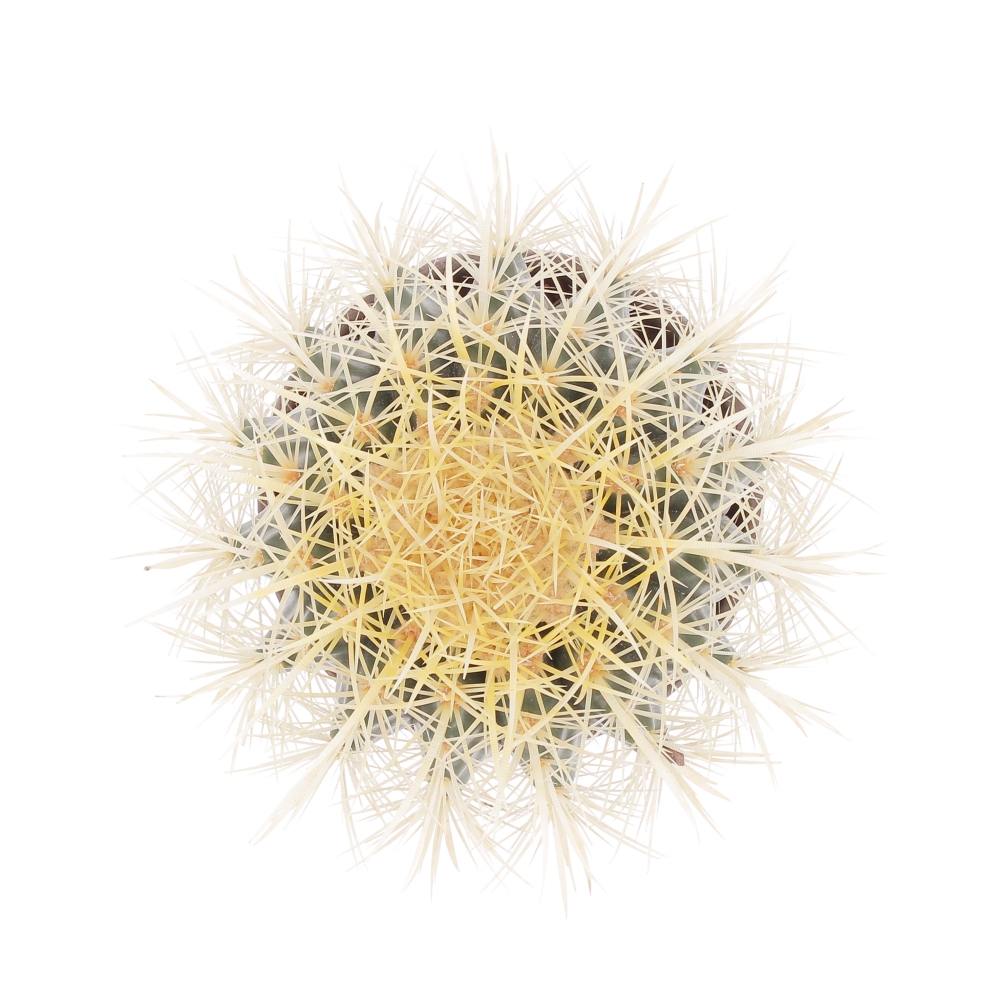 PTG-Grasse-Terracotta-Echinocatus-Grusonii-v14-h22-sopra Echinocactus 1