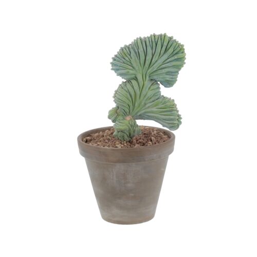Myrtillocactus Geometrizans Crestato