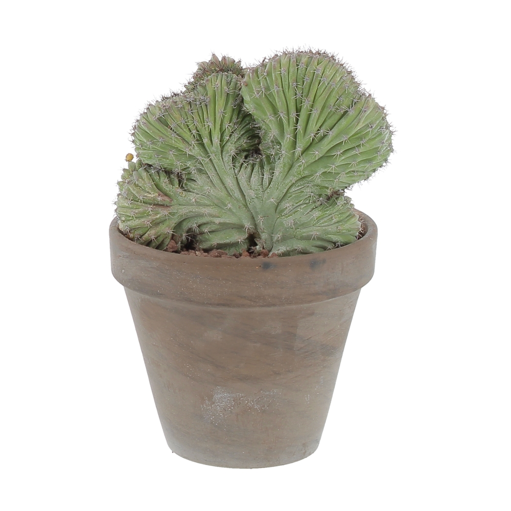 PTG-Grasse-terracotta-Polaskia-Chichipe-Crestata-v14-h25_0005_Livello 1