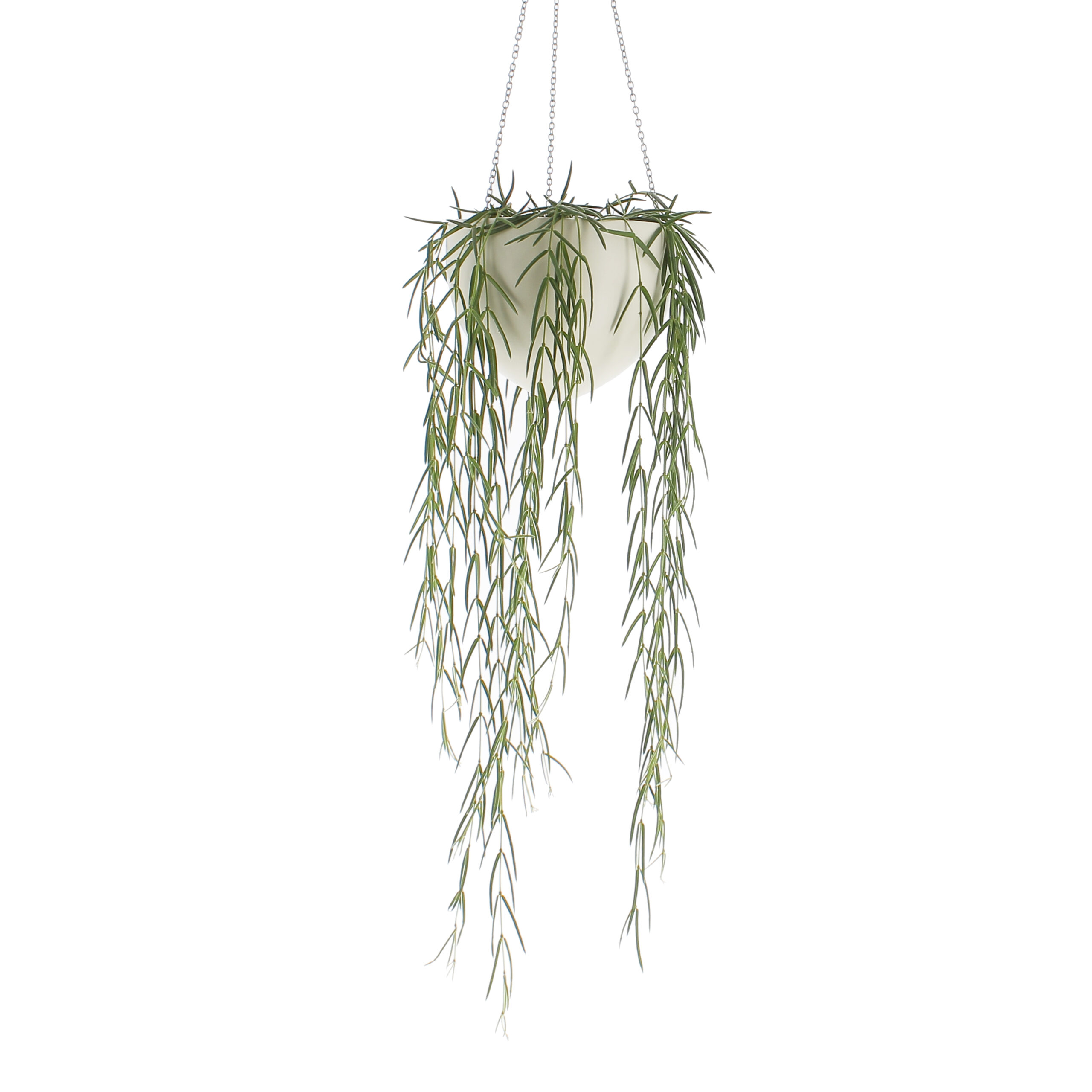 PTG-Hoya-Linearis-v14-845-18Creme