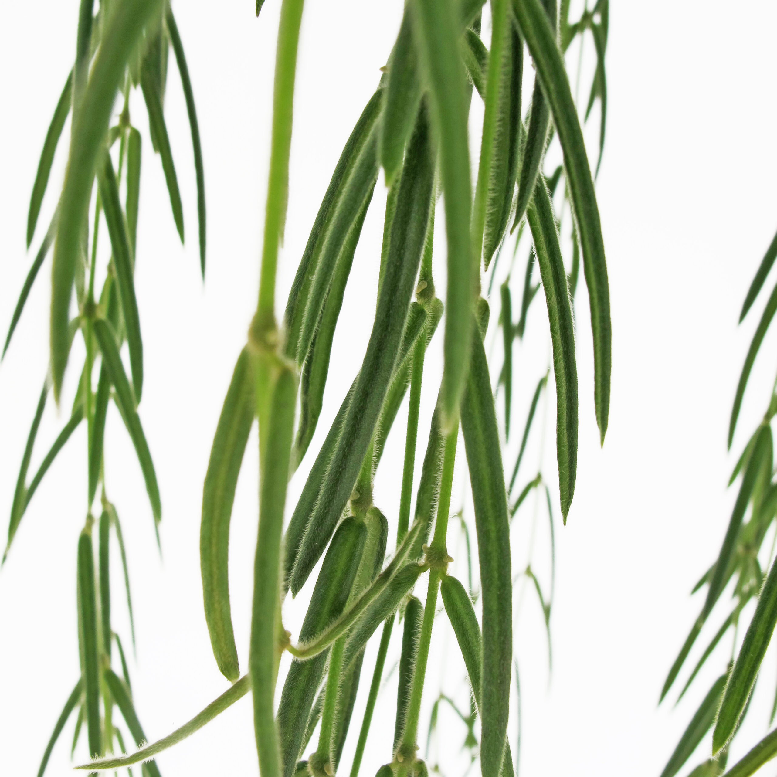 PTG-Hoya-Linearis-v14-part2