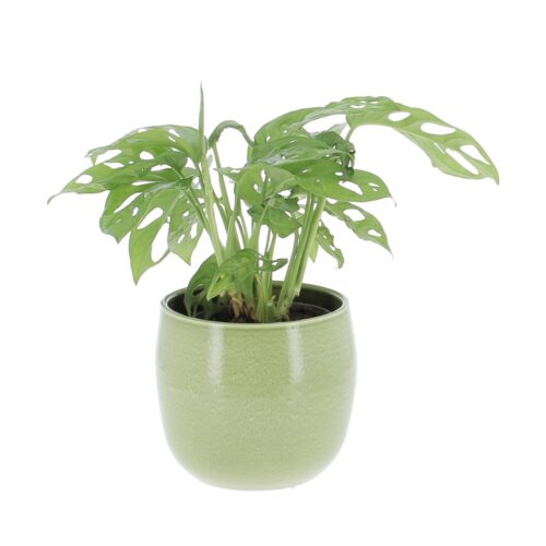 Monstera Monkey Leaf
