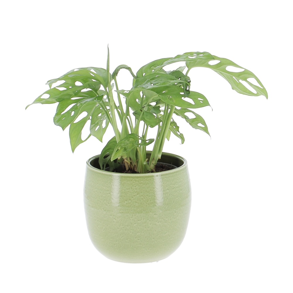 PTG-MonsteraMonkeyLeaf-v12-h25-765-15GlazingGreen Monstera Monkey Leaf