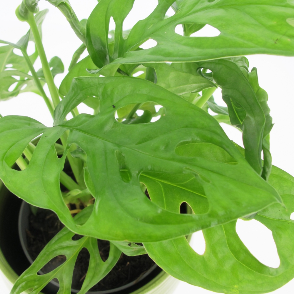 PTG-MonsteraMonkeyLeaf-v12-h25-part1 Monstera Adansonii Monkey Leaf