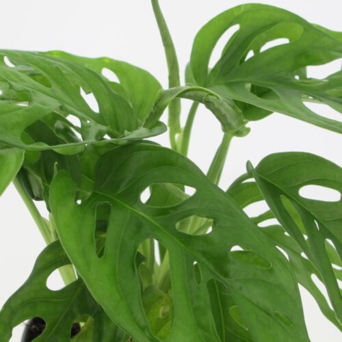 Monstera Adansonii Monkey Leaf
