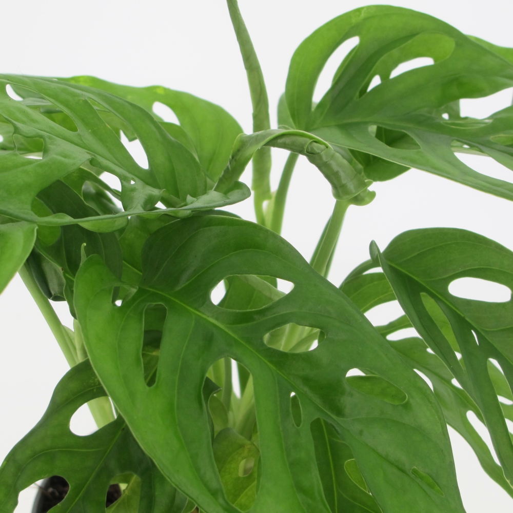 PTG-MonsteraMonkeyLeaf-v12-h25-part2 Monstera Adansonii Monkey Leaf