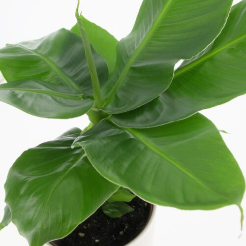 Musa Acuminata Dwarf Cavendish