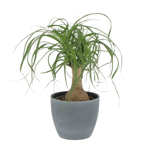 beucarnea dark stone
