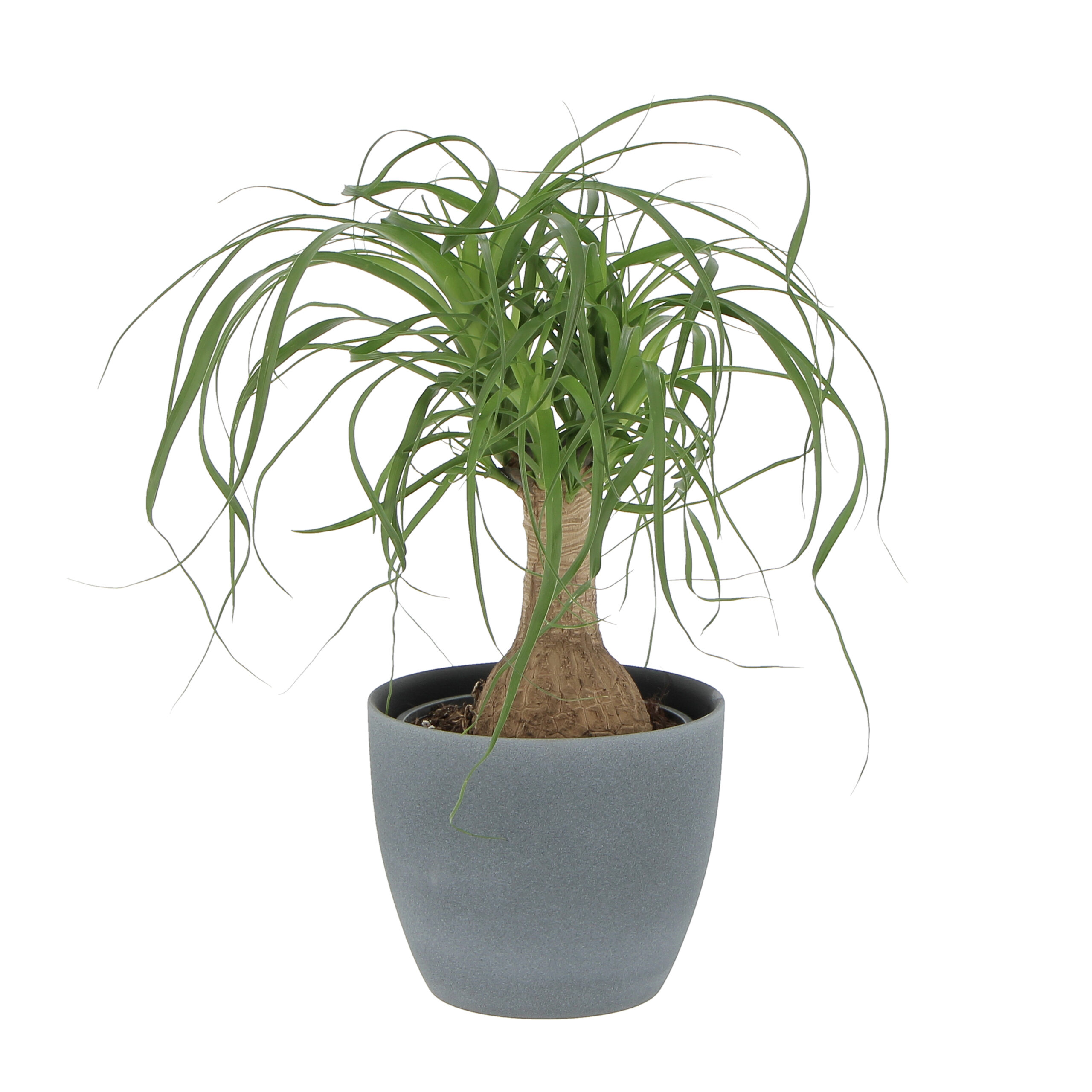 PTG-NolinaBeucarnea-v14h40-920-16DarkStone