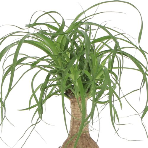 nolina beucarnea
