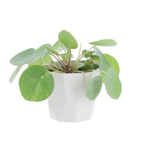 Pilea Peperomioides - vaso grigio